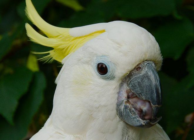 говорящий попугай какаду
