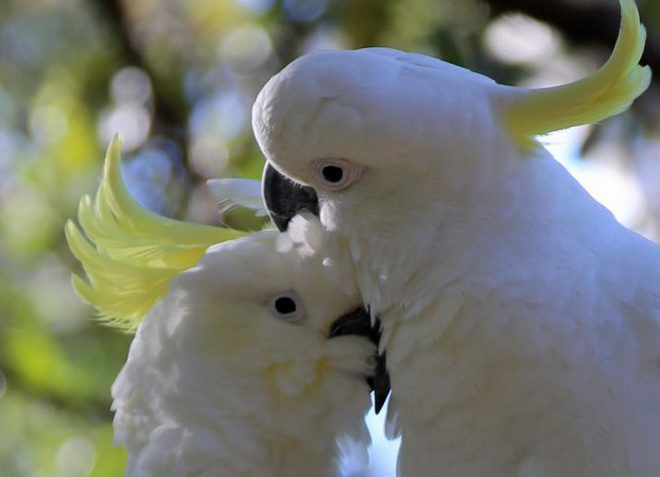 пара попугаев какаду