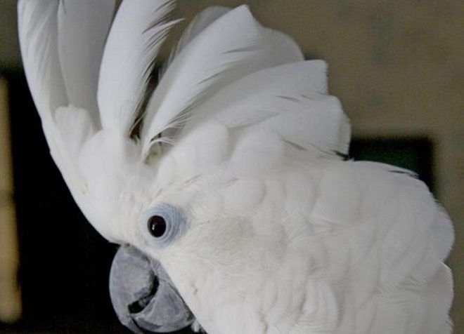 белый какаду попугай