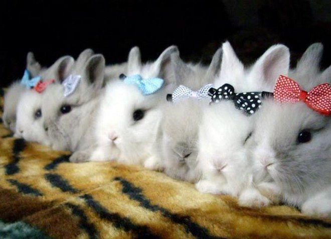 размножение декоративных кроликов