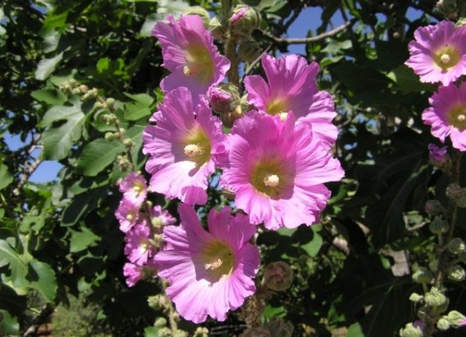 Цветы мальва многолетняя посадка и уход в открытом грунте фото