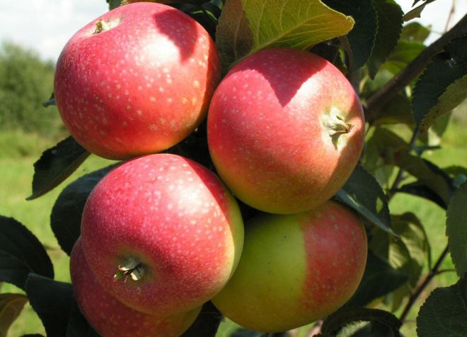 Яблоня богатырь посадка и уход в открытом грунте