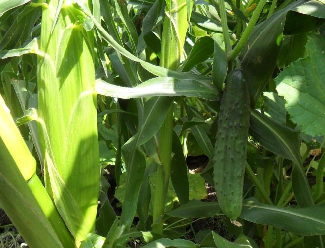 посадка огурцов рядом с кукурузой