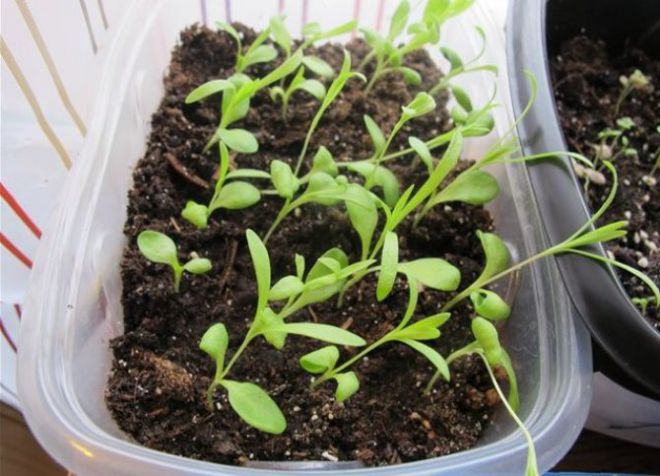 как посадить многолетний флокс семенами