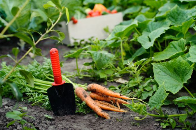 Подкормка моркови народными средствами