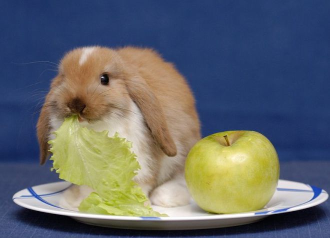 можно ли кормить кроликов яблоками