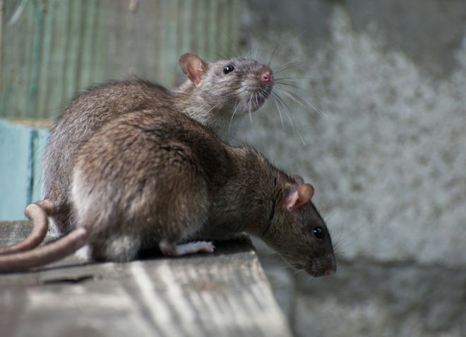 как бороться с крысами народными средствами
