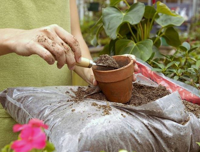 почва для хризантемы