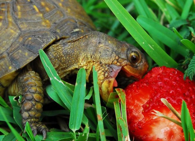 питание сухопутной черепахи
