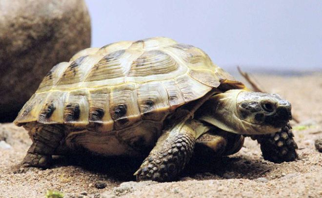 среднеазиатская степная черепаха