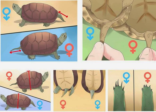 как определить пол сухопутной черепахи