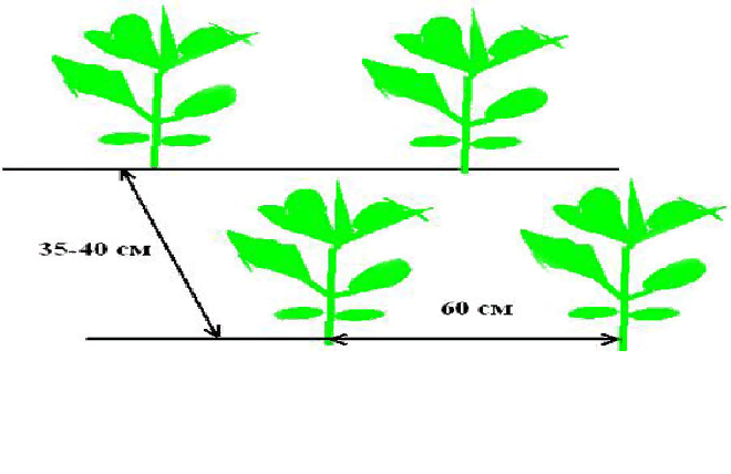 схема посадки капусты в открытом грунте