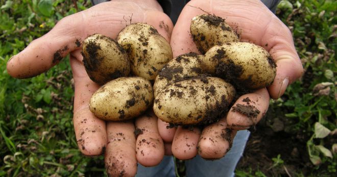 способы окучивания картофеля