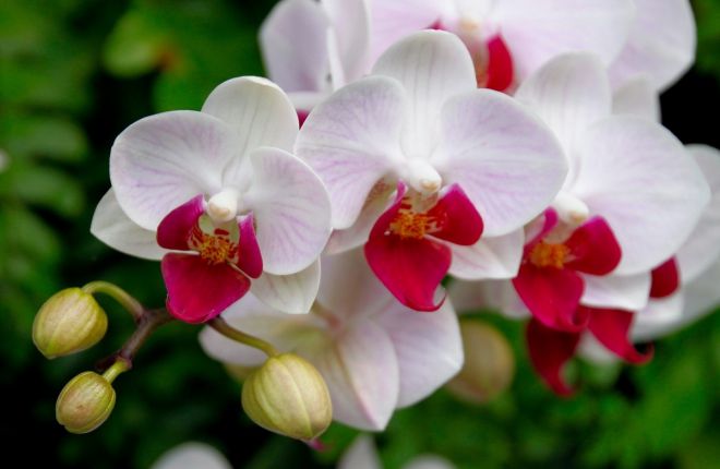 Почему орхидея быстро отцветает