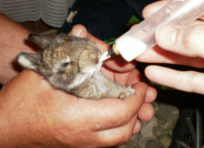 препараты для лечения кокцидиоза у кроликов