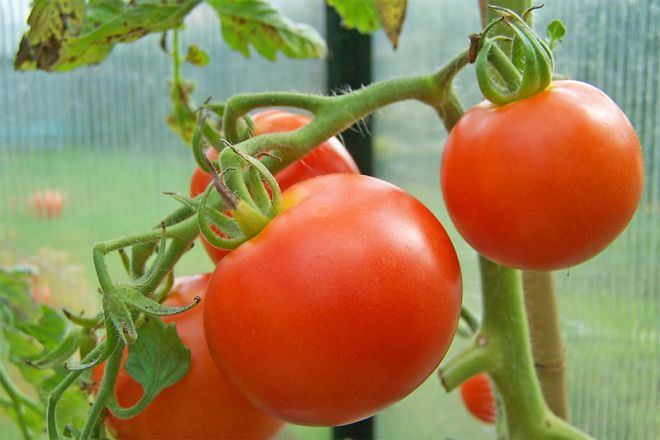 Чем подкормить помидоры во время плодоношения: подкормки для быстрого роста и созревания плодов, как удобрять томаты, для быстрого налива и увеличения сладости
