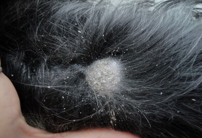 Причины выпадения шерсти у собак | Hill's