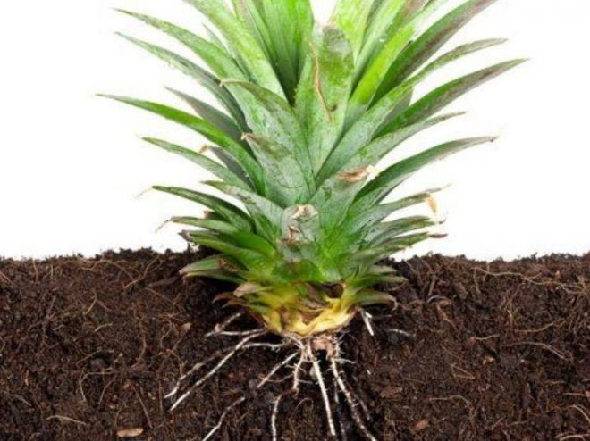 В какую почву посадить ананас
