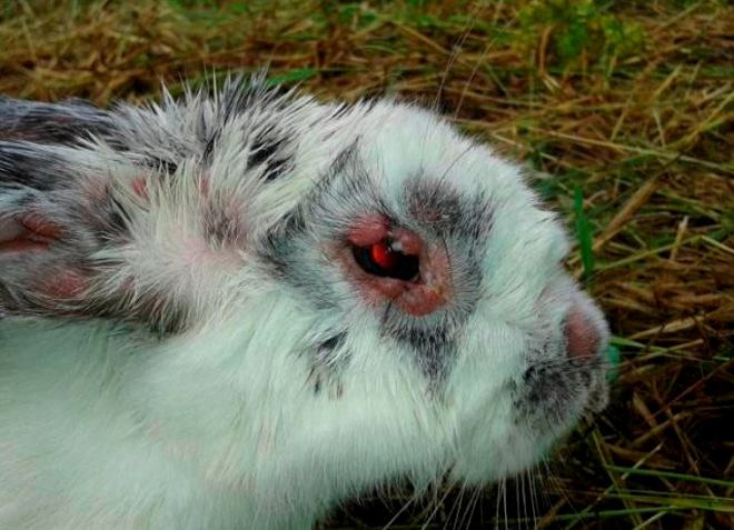 вирус миксоматоза кроликов