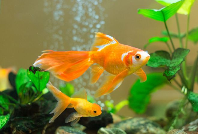 нужен ли золотым рыбкам кислород в аквариуме