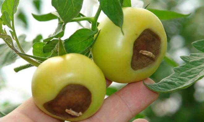 Что такое фитофтора на помидорах фото