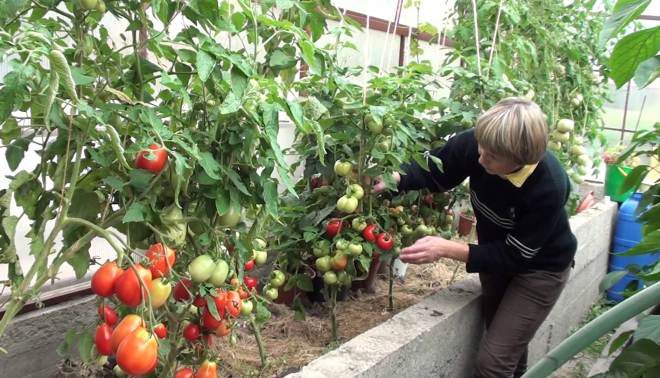 обработка помидор от фитофторы в теплице фитоспорином