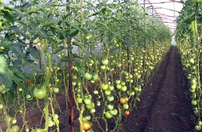 профилактика фитофторы на помидрах в теплице