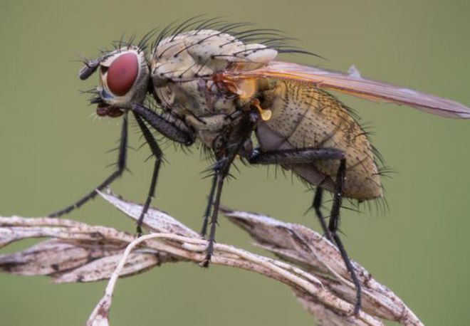Как выглядит луковая муха
