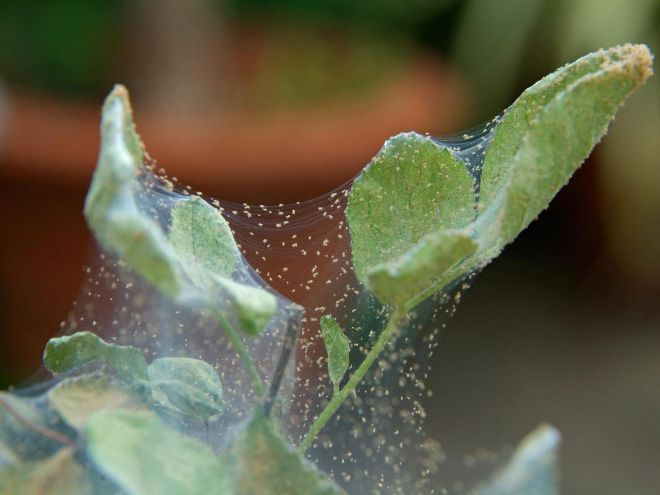 Как выглядит паутинный клещ на комнатных растениях