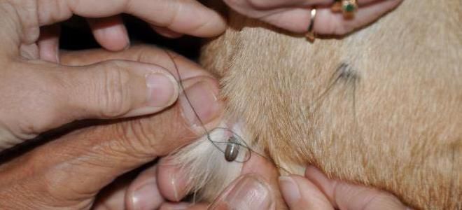 Как вытащить клеща у кошки ниткой
