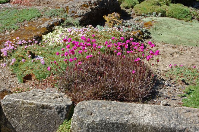 многолетние цветы для альпийской горки
