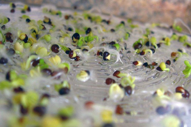 как вырастить брокколи из семян