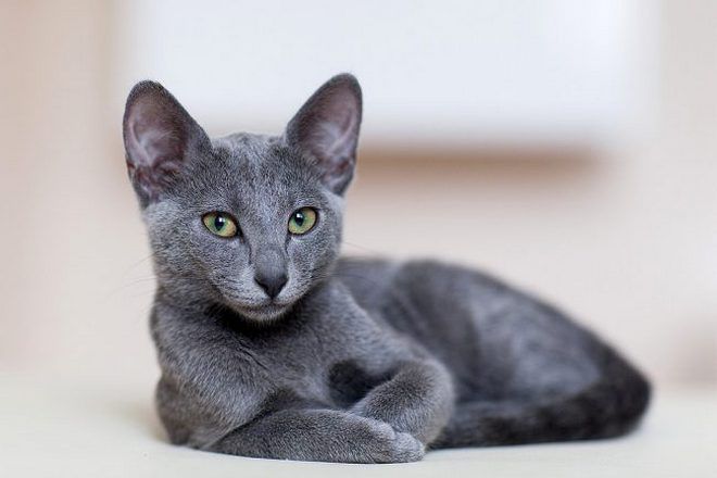 русская голубая короткошерстная кошка