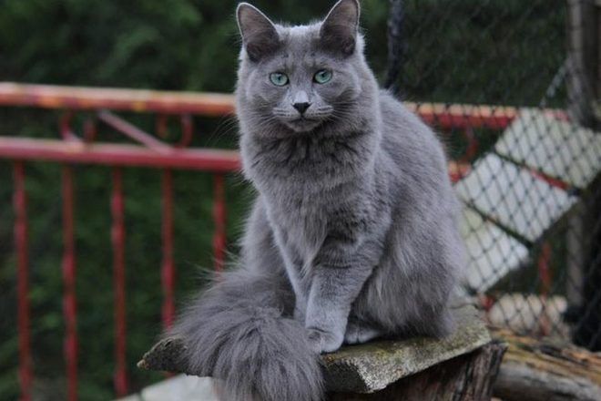 русская голубая длинношерстная кошка