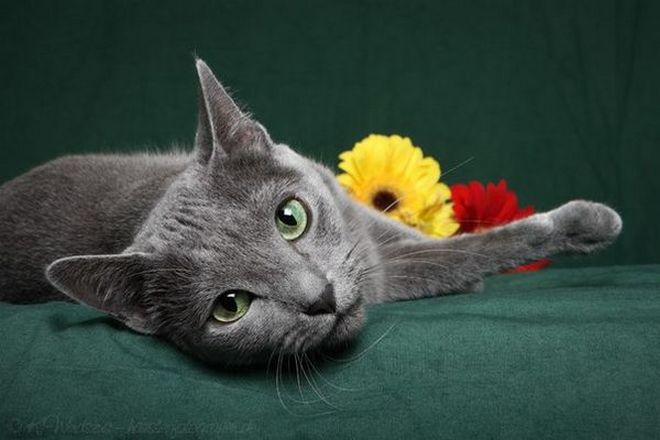 окрас русской голубой кошки