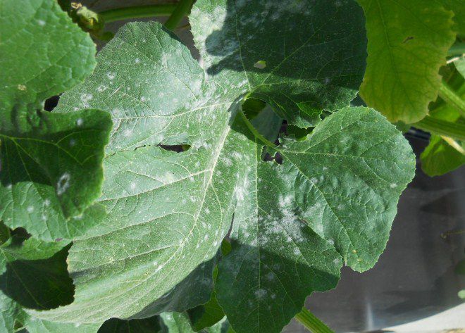 болезни тыквы в открытом грунте