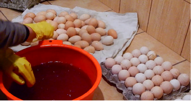 подготовка индюшиных яиц к инкубации