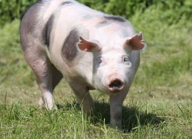 порода свиней пьетрен