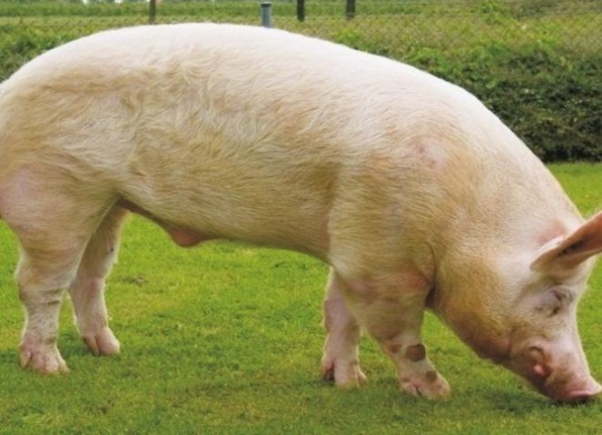 порода свиней йоркшир