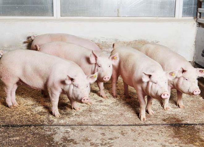 Свиньи Каких выгоднее выращивать в домашнем хозяйстве?
