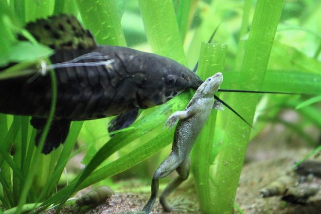 лягушки в аквариуме с рыбками совместимость