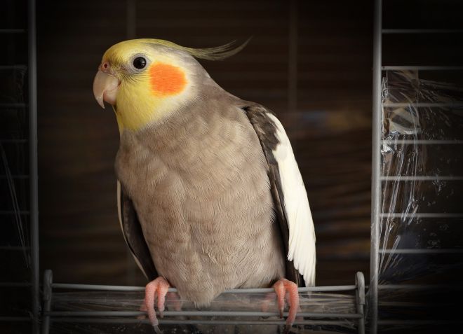 Как вылечить попугая корелла в домашних условиях thumbnail