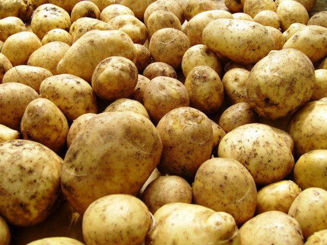 картофельная моль меры борьбы