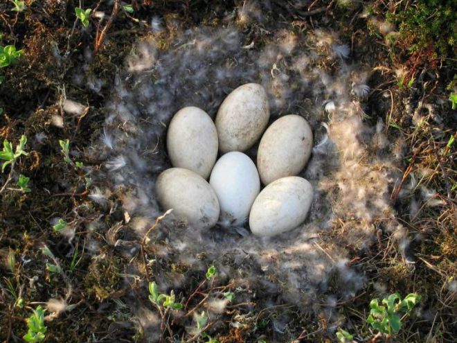 Сбор гусиных яиц для инкубации