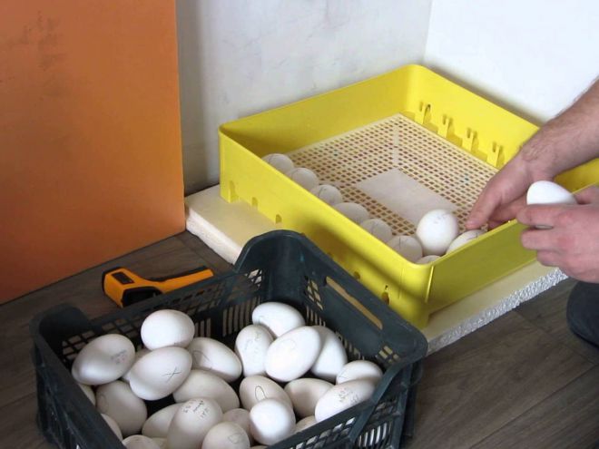 Как подготовить гусиные яйца к инкубации