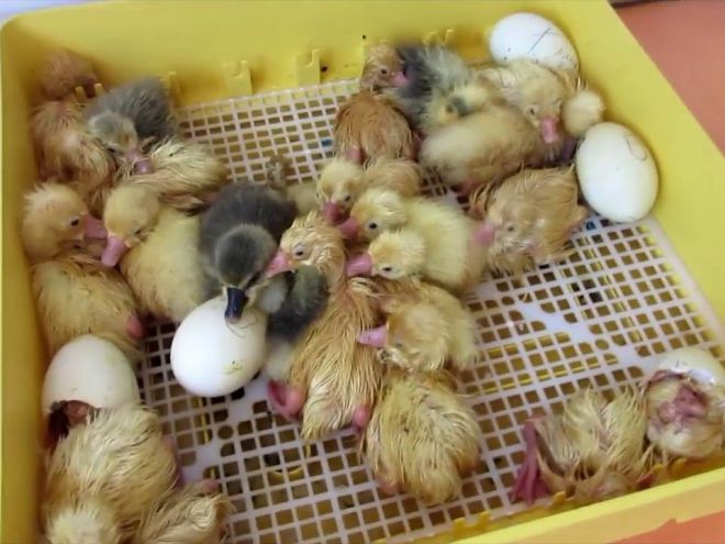 Сколько длится инкубация гусиных яиц