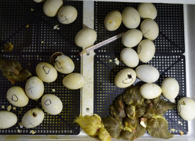 Как выбрать утиные яйца для инкубации в домашних условиях