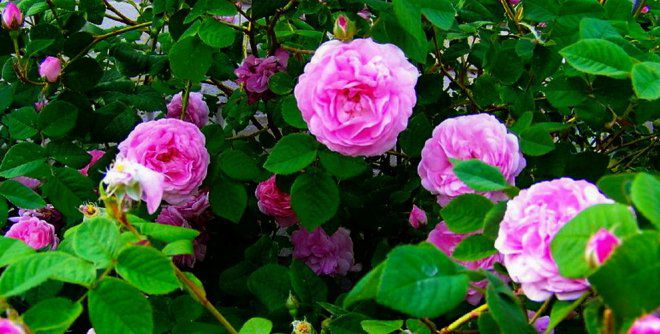 Чайная роза выращивание