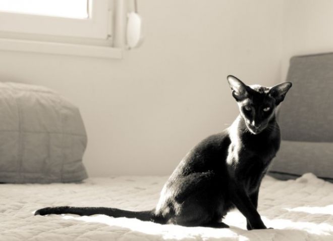 Ориентальная кошка - история породы