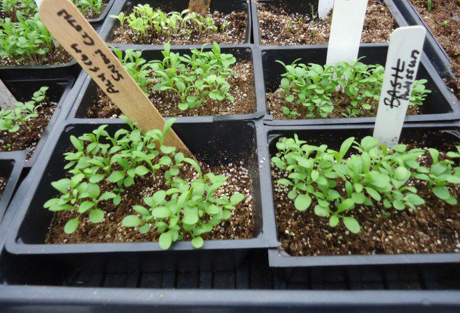 Как посадить алиссум на рассаду из семян